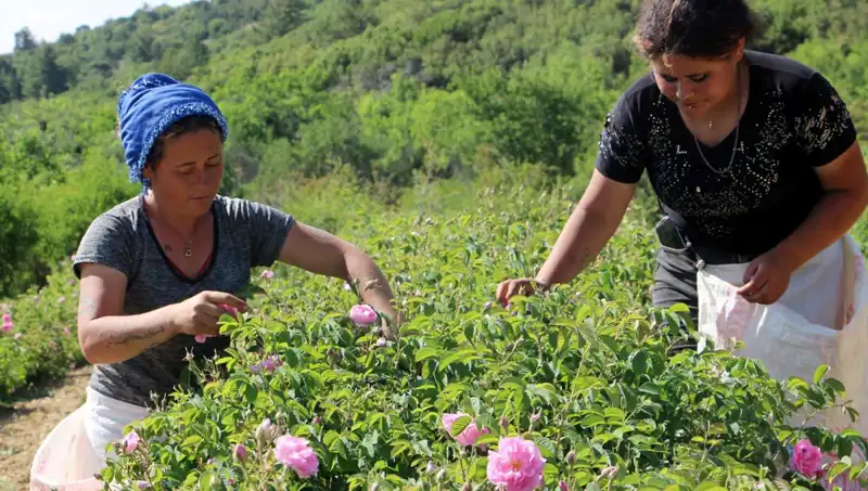 Zirai Don Olayı Tarımda Ciddi Hasarlara Yol Açtı: Gül Yetiştiricileri Zor Durumda