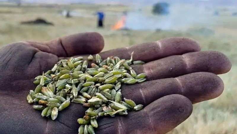 Yaz Aylarının Vazgeçilmezi: Firik Ürünüyle Tanışın