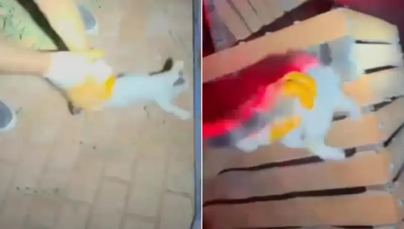 Gece Yarısı İtfaiyeden Kedi Kurtarma Operasyonu: Hayvanseverler Mutlu!