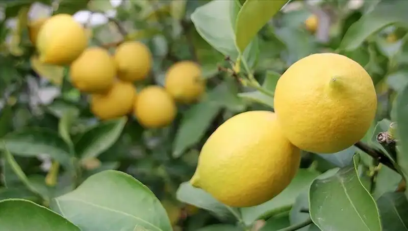 Limonun Fiyatı 24 Liraya Ulaştı: Sebepler ve Etkileri