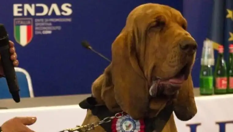 Arama Köpeğine Yapılan İhanet: Çivili Sosisle Kasten Öldürüldü
