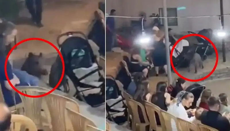 Düğün Töreninde Yaban Domuzu Krizi: Şaşkınlık ve Panik Anları