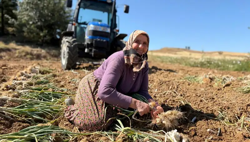 Selenyum Cenneti: Günlük 1200 Liraya Tarladan Toplanan Eşsiz Ürün