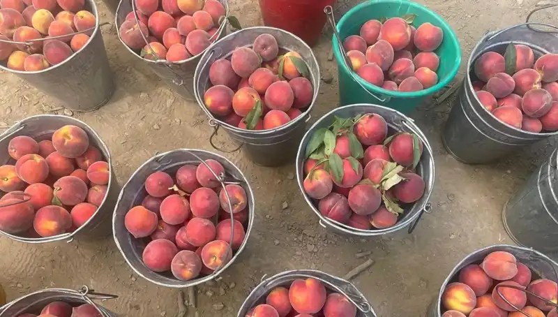 Çiftçinin Yüzünü Güldüren Hasat: 100 Lira Kilo Fiyatı!