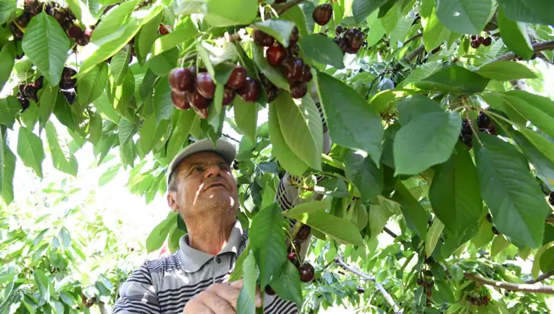Lapseki'nin Eşsiz Deveci: Çay Bardağına Sığmayan Dev Tütün