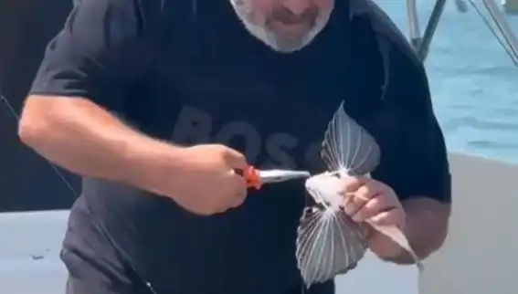Saros'ta Nadir Görülen Kırlangıç Balığı Oltaya Takıldı, Balıkçıları Şaşırttı!
