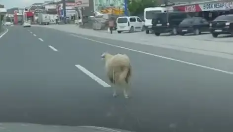 Yalova'da Kaçan Kurbanlık Hayvanlar Trafiği Kilitledi!