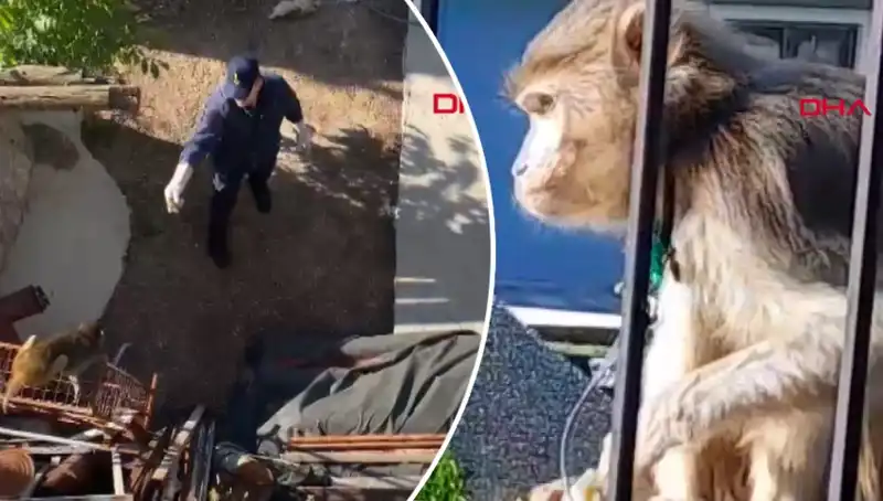 Muğla'da Eğlenceli Maymun Kovalamacası: Mahalle Sakinleri Peşinde!