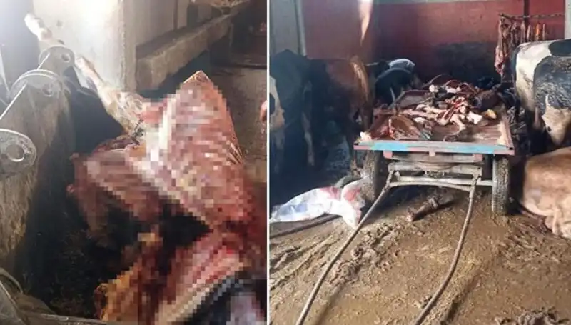 Adana'da 2,5 Ton At Eti Ele Geçirildi: 4 At Son Anda Kurtarıldı!