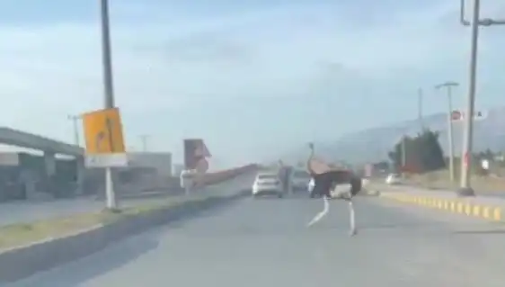 Trafikte Deve Kuşu Görüntüleri Sosyal Medyayı Salladı: İşte O Anlar!