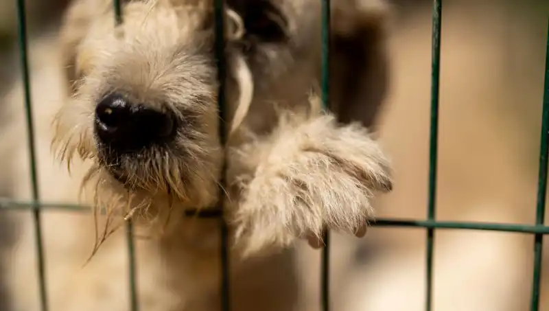 İş Stresi, Aile Dostu Köpeklerimizin Sağlığını Tehdit Ediyor!