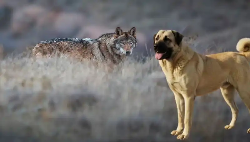 Kurt Popülasyonu Artışı, Kangal Köpeği Talebini Nasıl Şekillendiriyor?
