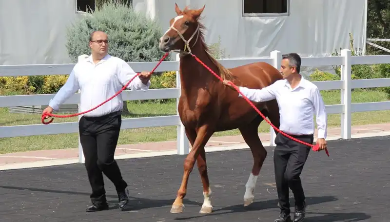 Rekor Taşkın Kral: Doğanın Gücünü İnsanların Merakına Sunuyor