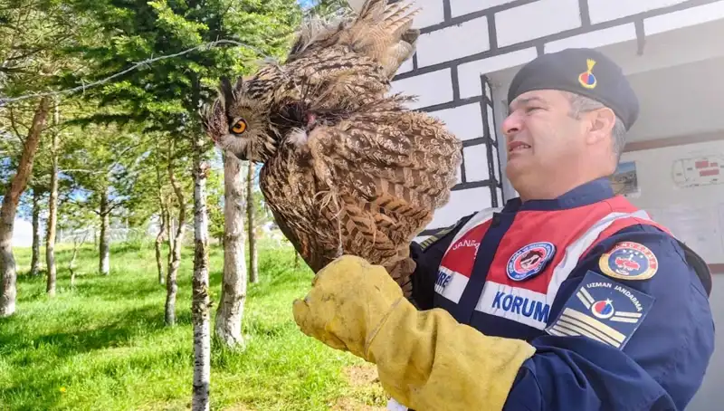 Dikenli Tellere Takılan Puhu, Şimdi Tedavi Altında: Hayata Döndürülüyor