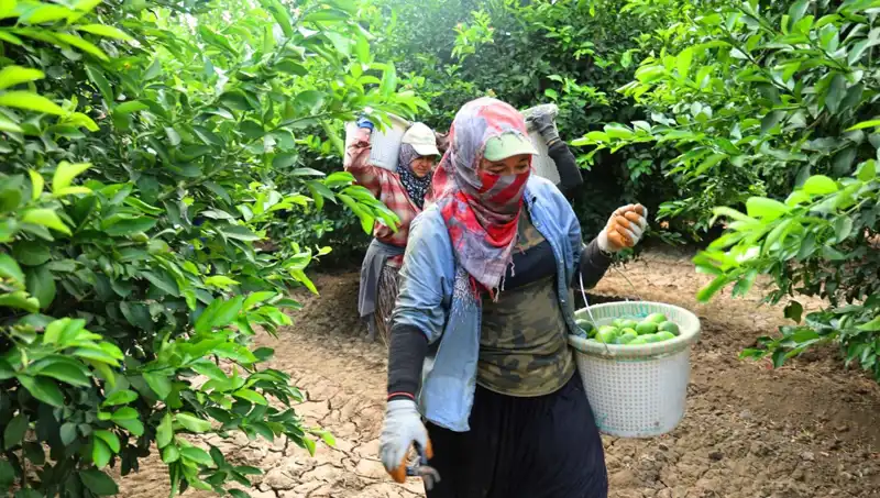 Türkiye'de Market Fiyatları Yükselirken Hasat Sevinciyle Düşüş Haberi Geldi