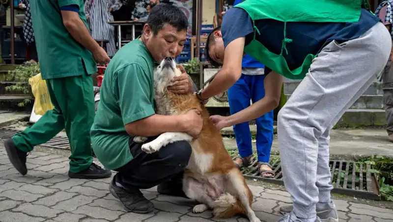 Filipinler'de Kuduz Salgını: 2024 Yılı İçinde 426 Kişi Hayatını Kaybetti